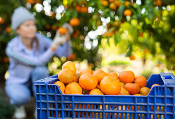 В Абхазии сообщили о запрете на ввоз мандаринов в Россию