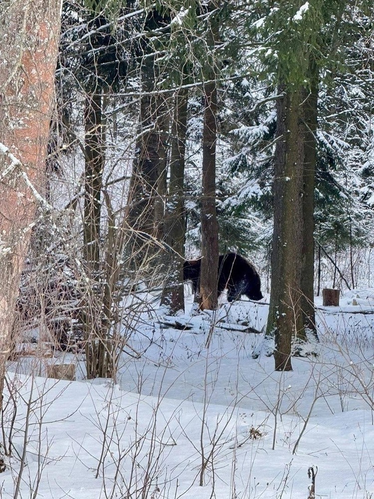 В Подмосковье был замечен бурый медведь, который вышел из спячки