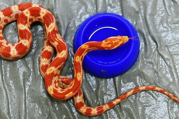 В одной из московских квартир в районе Хорошево-Мневники произошло неприятное событие: из кухонной вытяжки выползла змея