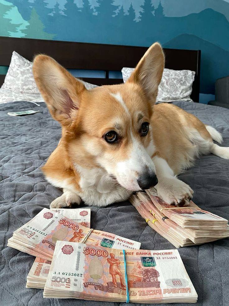 Астрологи обещают, что в 2025 году Тельцов и Львов ждёт роскошная жизнь