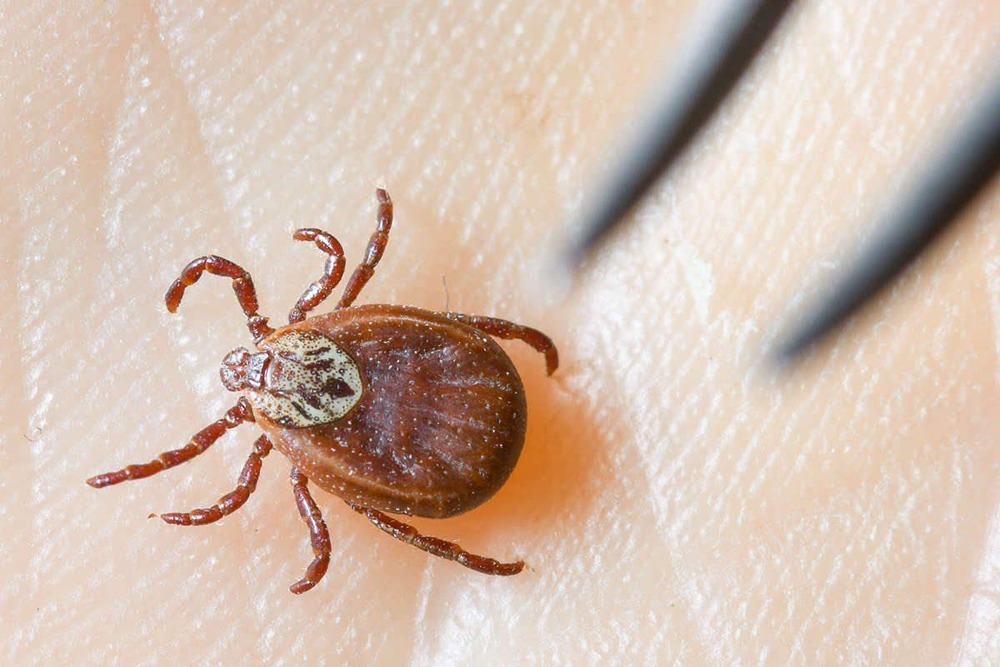 В Томской области 5-летний мальчик пострадал от укуса клеща