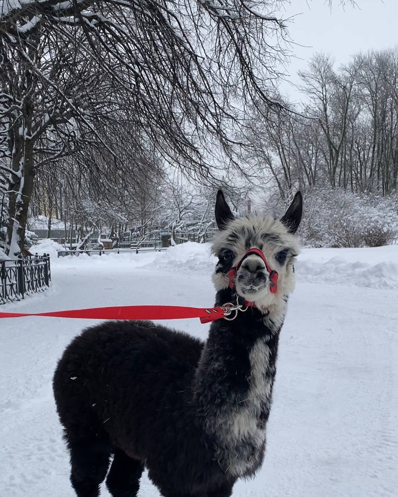Ленинградский зоопарк представил публике свою очаровательную альпаку, которая недавно появилась на свет в семье Гренки и Брецеля