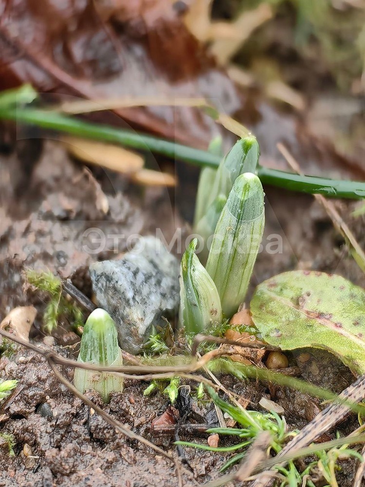 В Москве в ближайшее время  распустятся первоцветы, а в лесу уже появились первые грибы