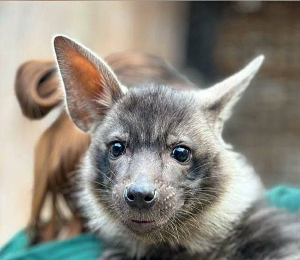 Детёныша бурой гиены из Московского зоопарка решено назвать Акелой