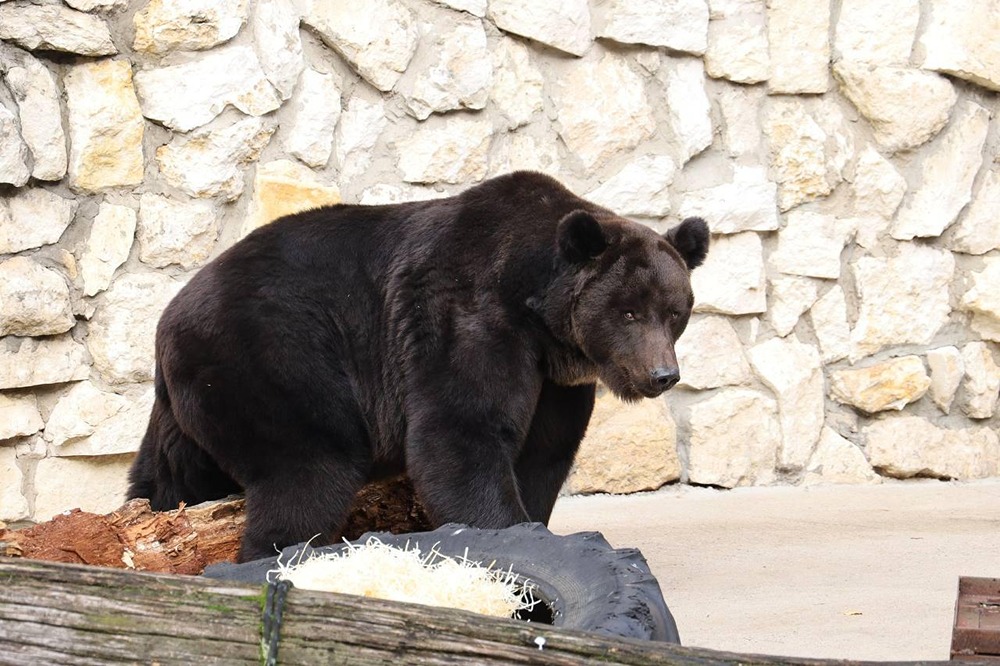 Погодные условия внесли свои изменения в жизнь животных в зоопарке