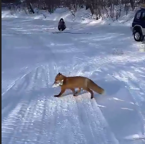 «Вот это борзость»