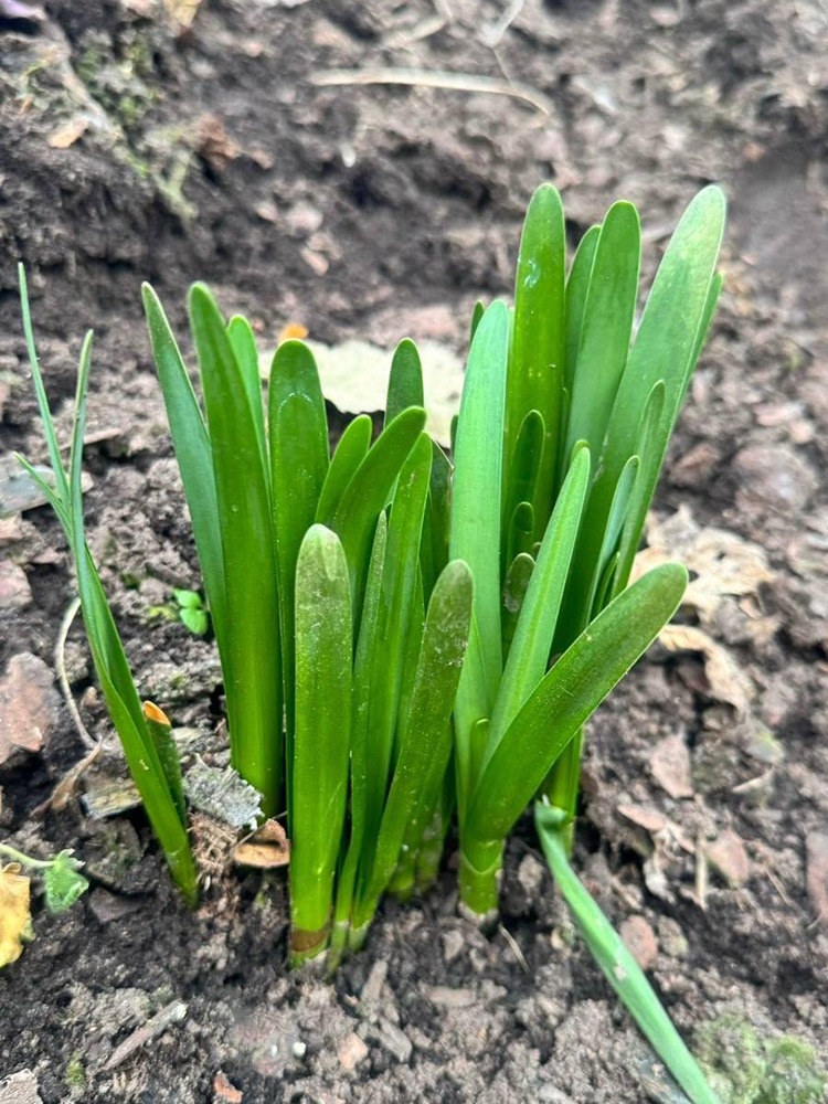 В Москве уже начинается пора цветения