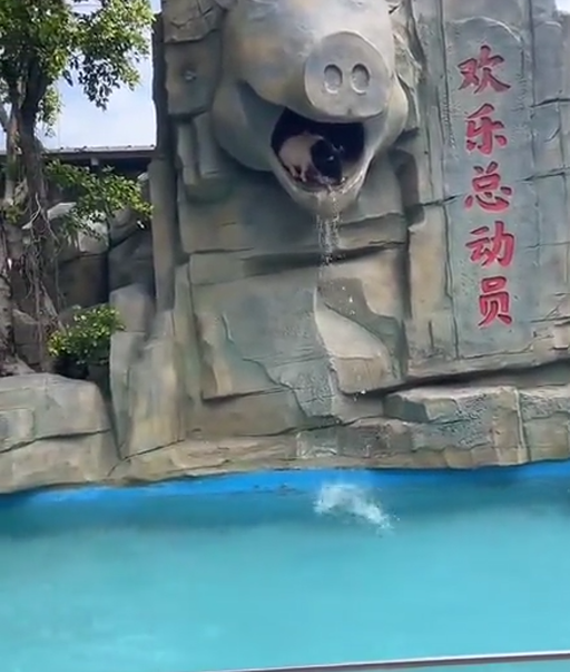 В китайском зоопарке есть бассейн, предназначенный для прыжков поросят