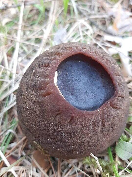 Необычайно тёплая зима продолжает вносить разлад в природные процессы