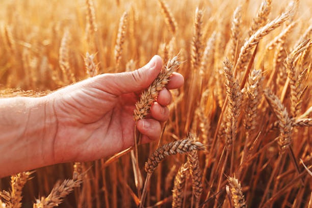 "ПроЗерно" прогнозирует снижение урожая пшеницы в 2025 году на 6% до 77,44 млн тонн