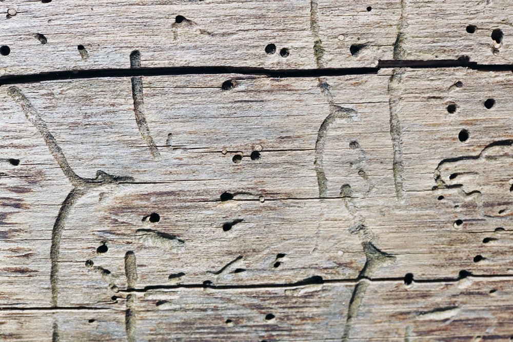 Насекомые-вредители в деревянном доме: как бороться и можно ли предотвратить их появление.