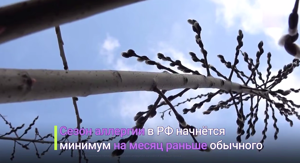 В связи с аномально тёплой зимой сезон аллергии может стартовать раньше обычного