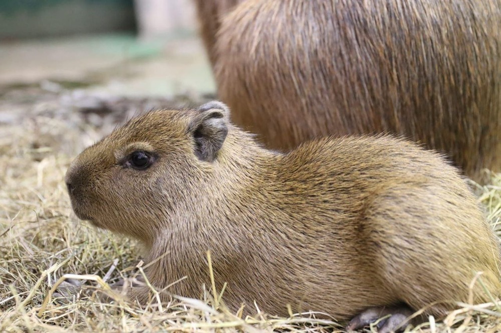 В Московском зоопарке произошло радостное событие — родились детёныши капибар и равнинных горилл
