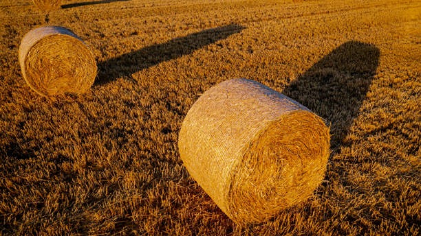 В 2025 году ожидается сокращение урожая ржи в России до 0,9 миллиона тонн