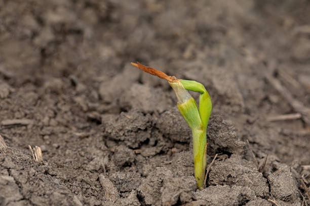 В 2024 году российские растениеводы получили компенсацию в размере 4,5 миллиарда рублей за потери урожая