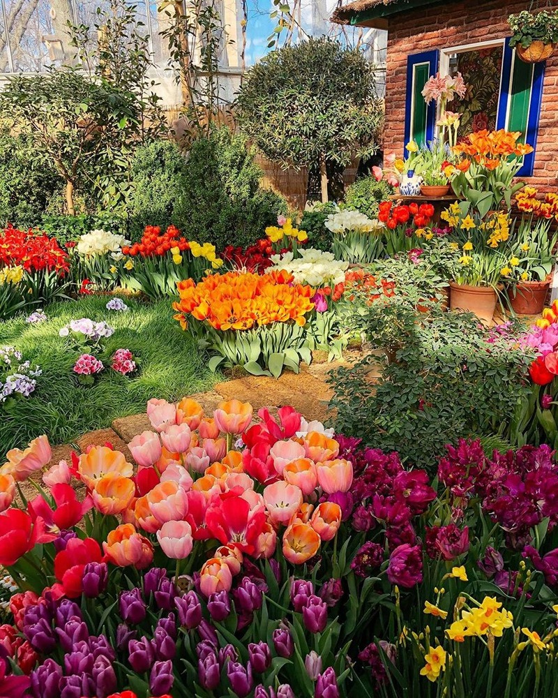 В «Аптекарском огороде» открылась весенняя выставка цветов