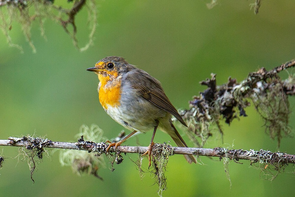 Птицы, которые обычно прилетают в город весной, появились здесь не дождавшись окончания зимы