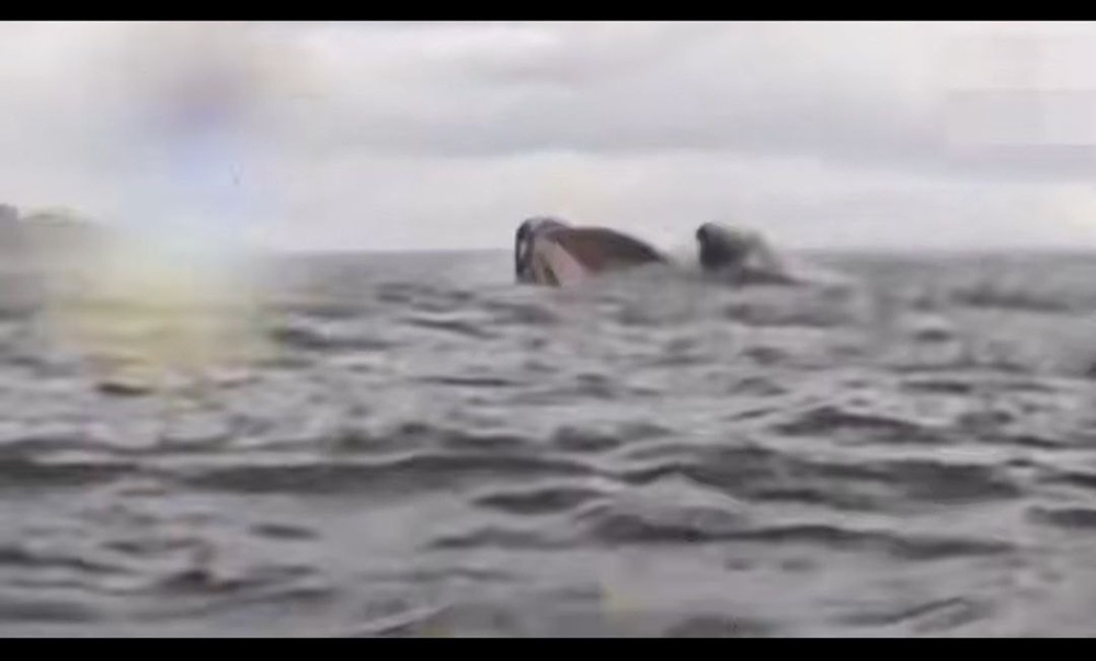 В Чили произошло трагическое происшествие: кит-горбач схватил и утащил под воду 24-летнего молодого человека, который в это время находился на надувном каяке