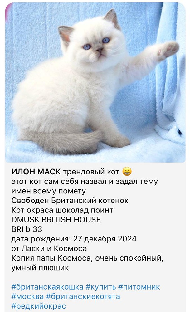 В городе можно купить котёнка, которого зовут Илон Маск