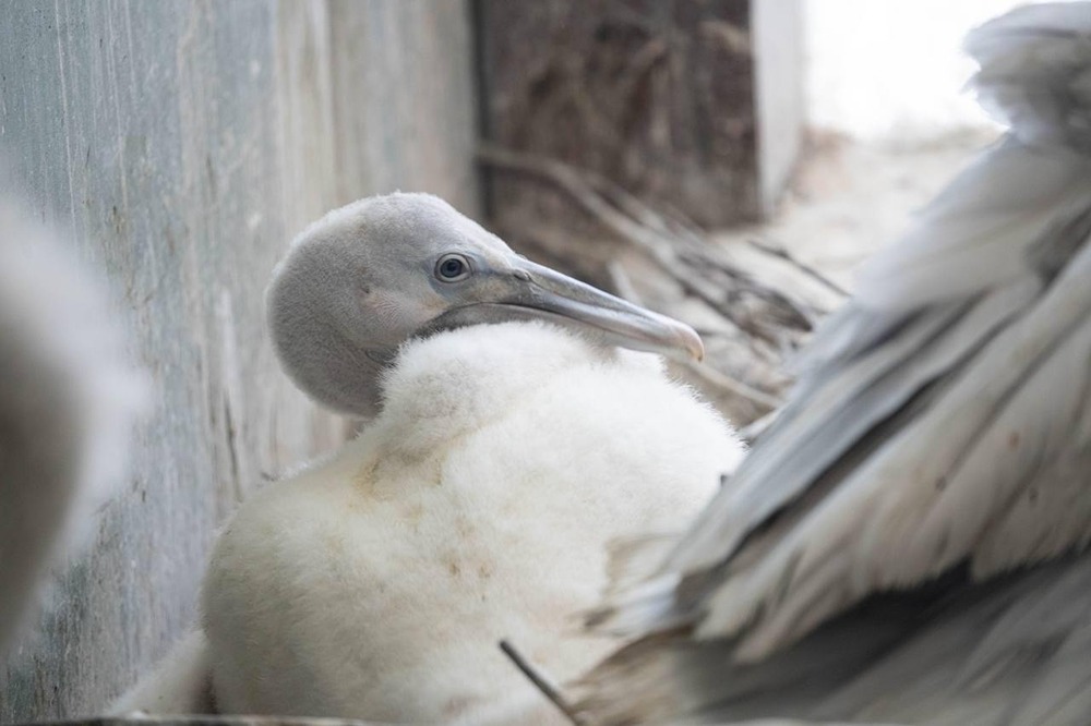В Московском зоопарке произошло радостное событие — родился птенец кудрявого пеликана