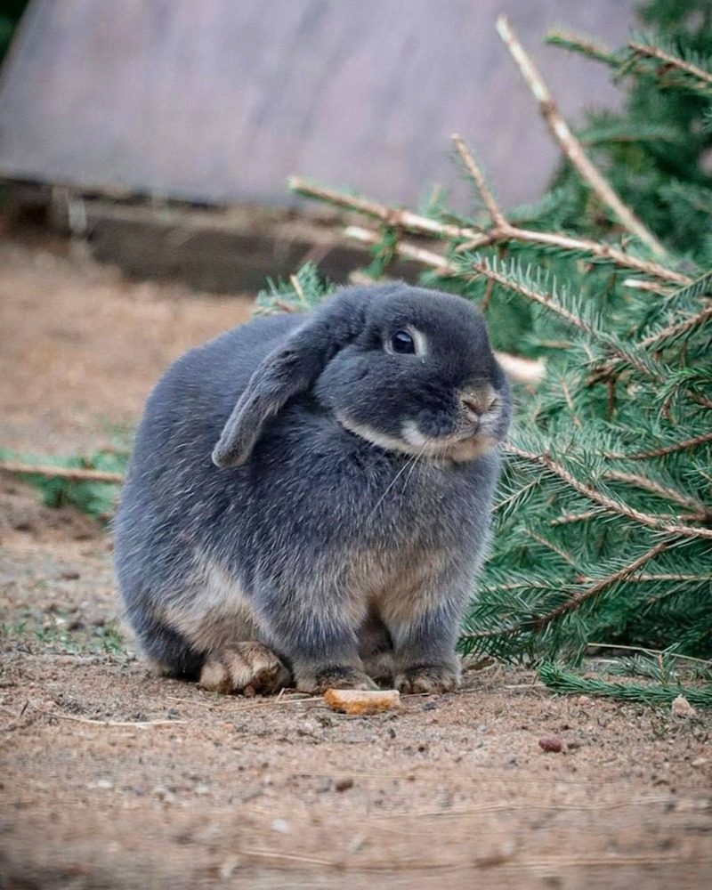 С 22 февраля Детский зоопарк снова готов принимать гостей