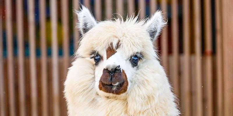 Новый обитатель