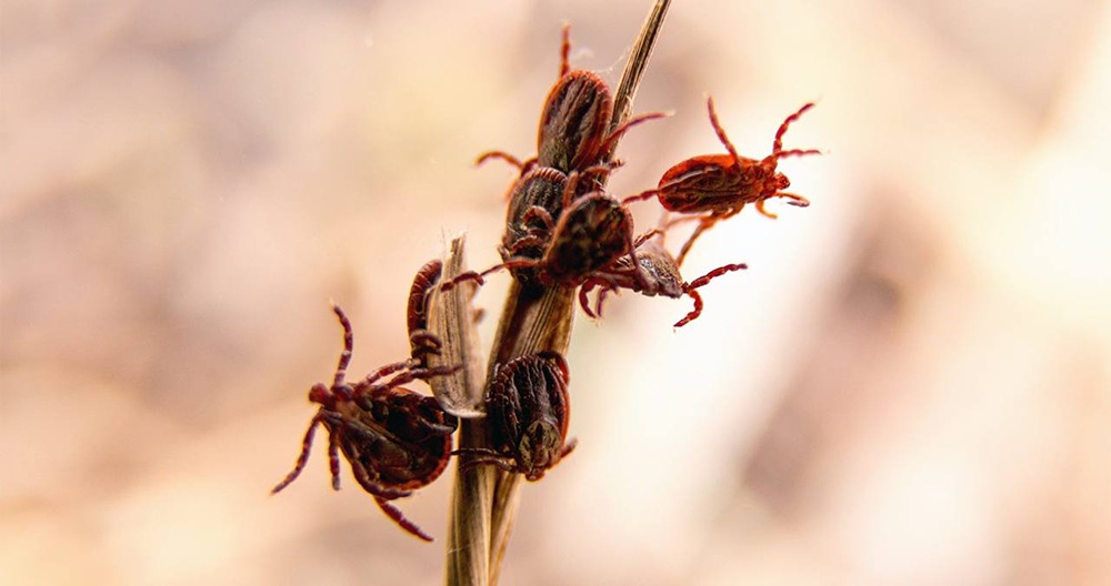 Новости России