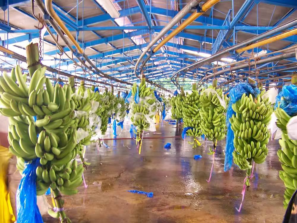 Новости России. Урожай бананов