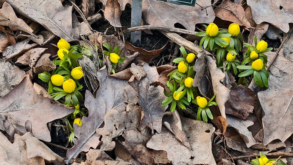 Новости России. Зацвели цветы