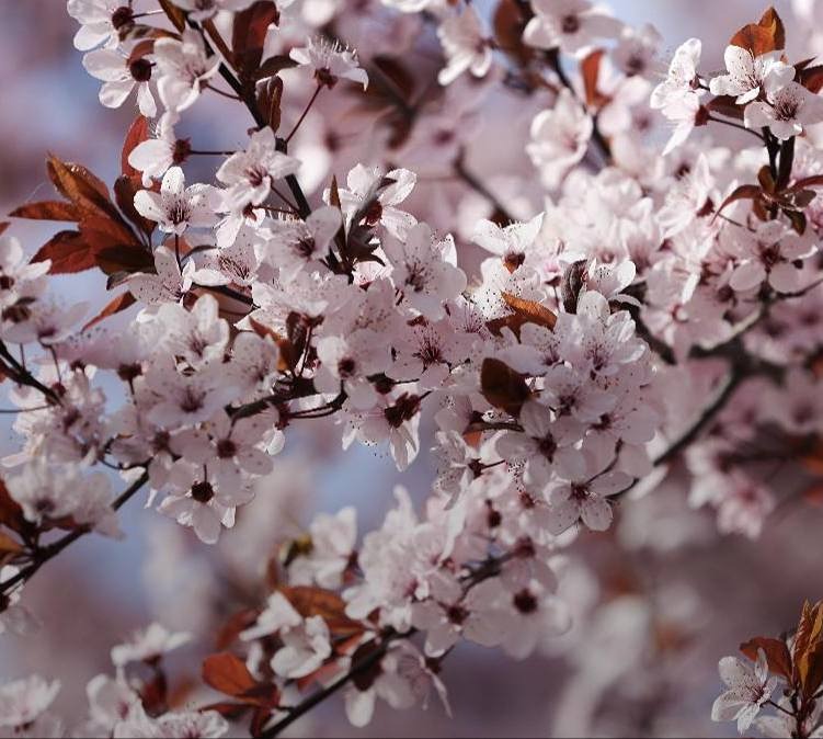 Новости России. Цветение сакуры