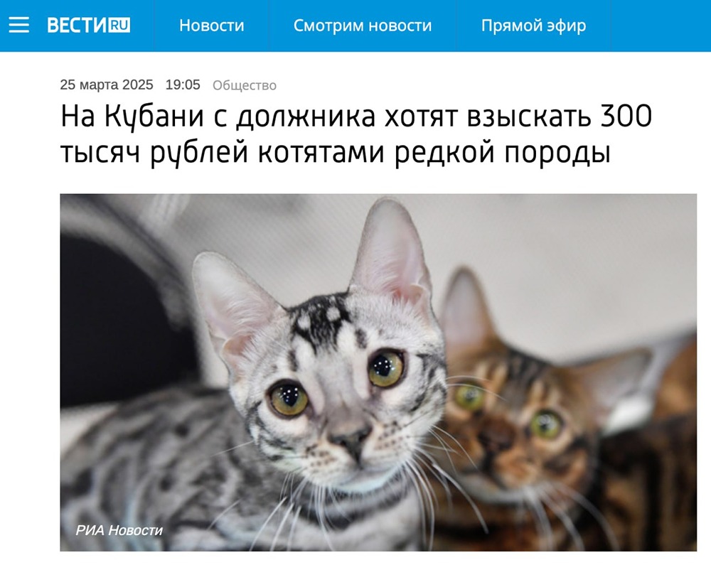 Возмещение за кота