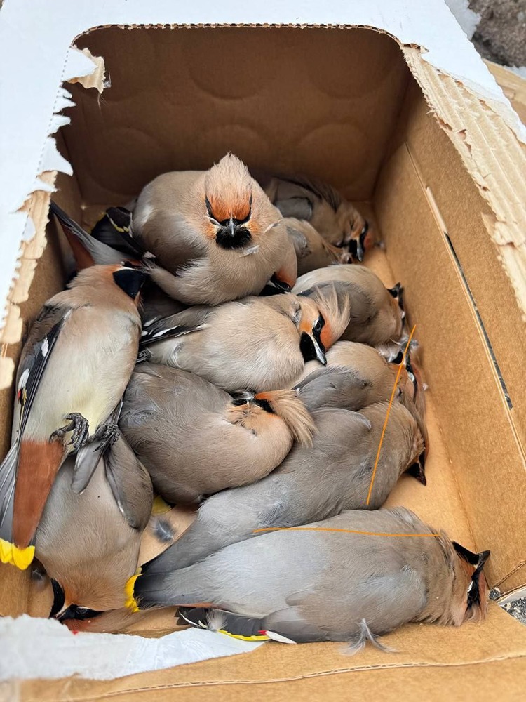 Как рябина влияет на птиц?