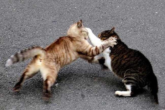 Увыличат ли пошлину за развод?