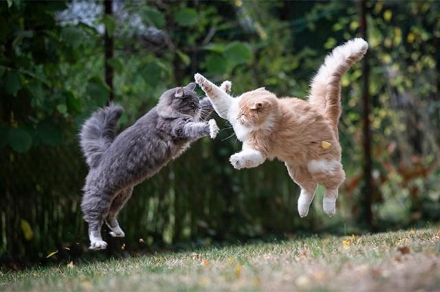 Как решают проблемы в школе?