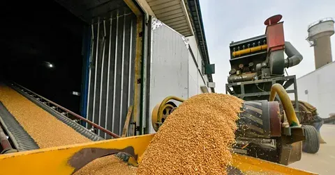 Какие прогнозы по экспорту пшеницы из России?