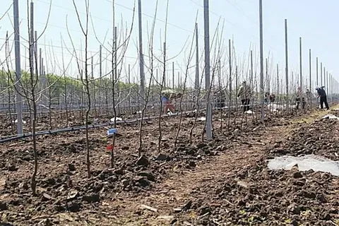 Какие компании участвуют в акции «Сад памяти»?