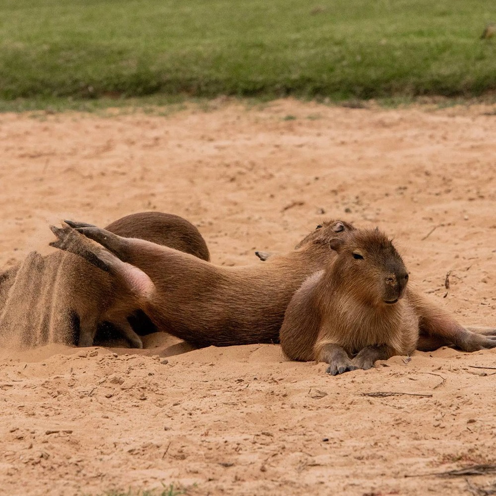 Где произошло нашествие капибар?