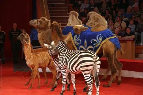 Как содержатся животные в цирке?