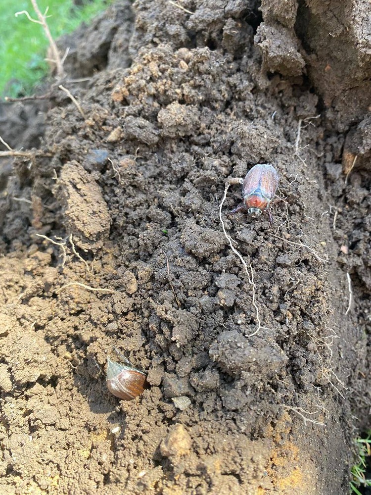 Когда появятся майские жуки?