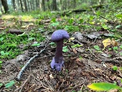 За какие грибы и растения может быть наказание в России?