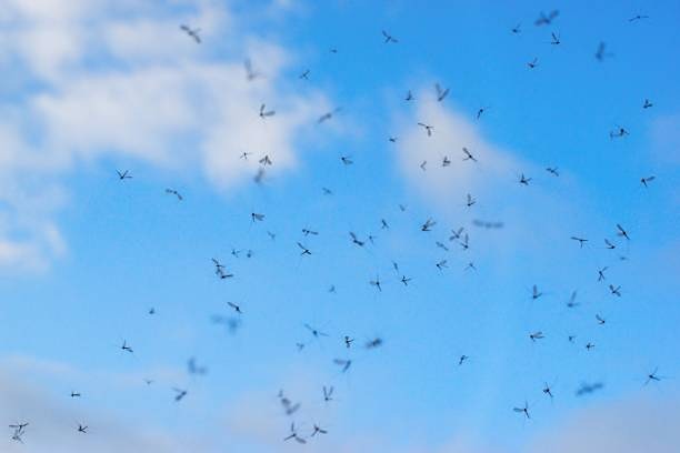 Почему в России ожидается нашествие комаров?