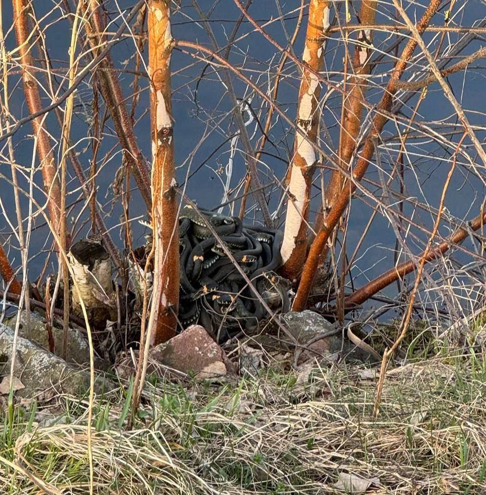 Кода период спаривания у змей?