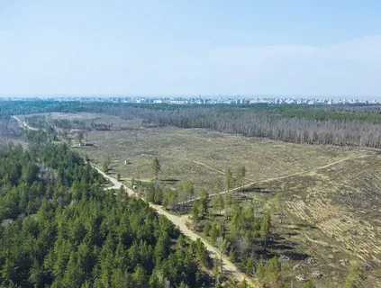 Как КуйбышевАзот восстанавливает Тольяттинский лес?