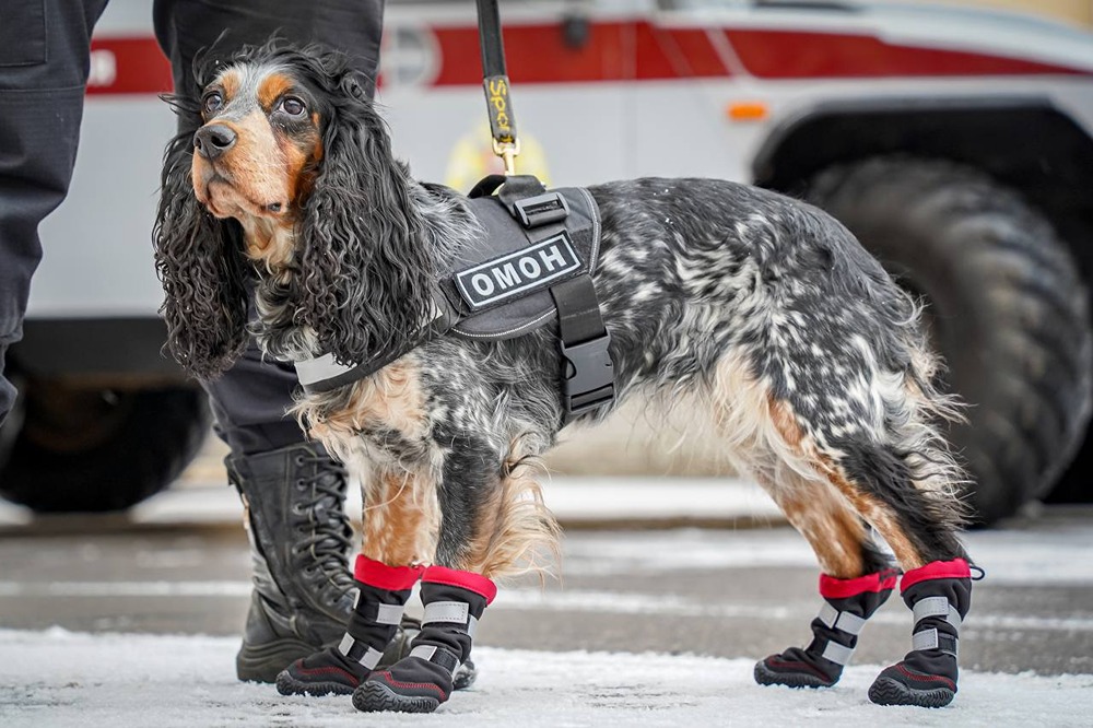 Что будет делать новый сотрудник россгвардии - пёс Пуля?