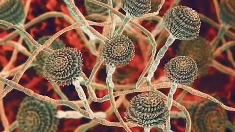 Почему распространяется опасный грибок в Европе?