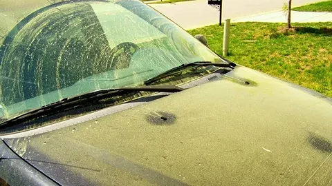 Нашествие пыльцы в столице