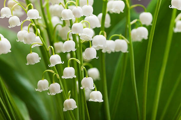 Какой штраф за продажу ландышей?