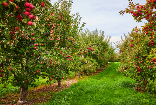 Почему «Сбербанк Инвестиции» вышел из проекта с «Грушевскими садами»?