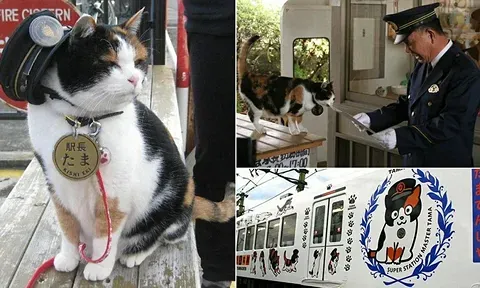 Кого в Японии впервые назначили кондукторами?