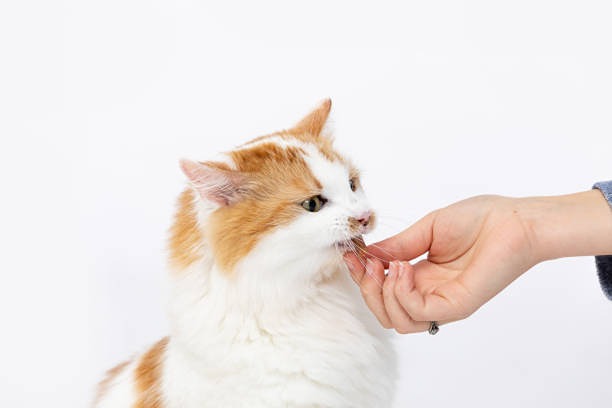 За что осудили пенсионерку в Швейцарии?